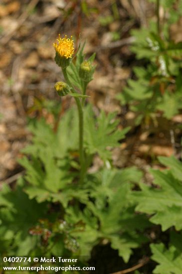 Cacaliopsis nardosmia (Luina nardosima)