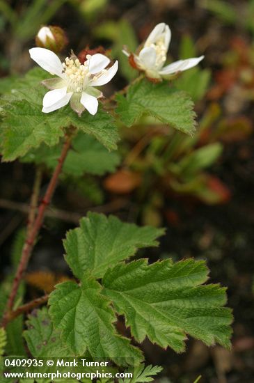 Rubus ursinus