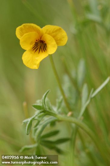 Viola douglasii