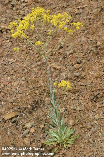 Isatis tinctoria