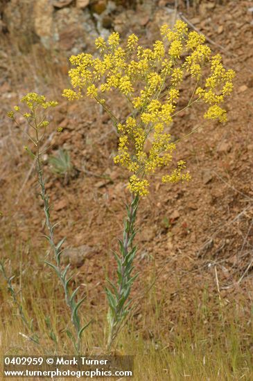 Isatis tinctoria