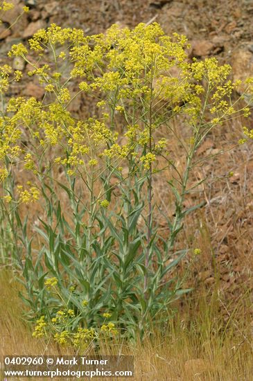 Isatis tinctoria