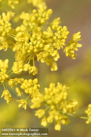 Isatis tinctoria