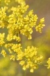 Dyers Woad blossoms extreme detail