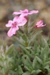 Yreka Phlox blossoms & foliage detail