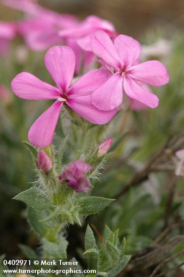 Phlox hirsuta