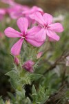 Yreka Phlox blossoms & foliage detail