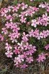 Yreka Phlox