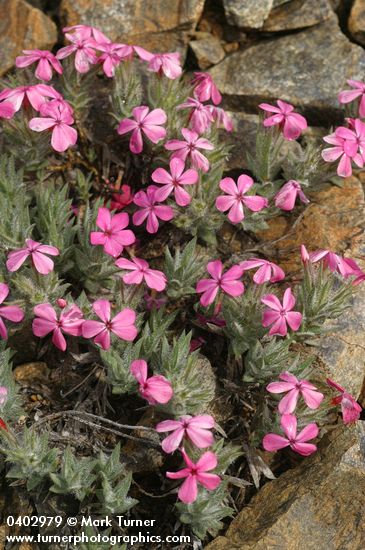 Phlox hirsuta