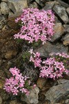 Yreka Phlox among rocks