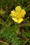 Klamath Cinquefoil