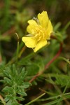 Klamath Cinquefoil