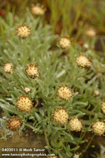 Antennaria dimorpha