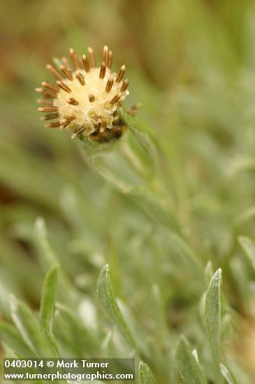 Antennaria dimorpha