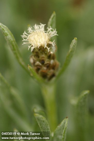 Antennaria dimorpha