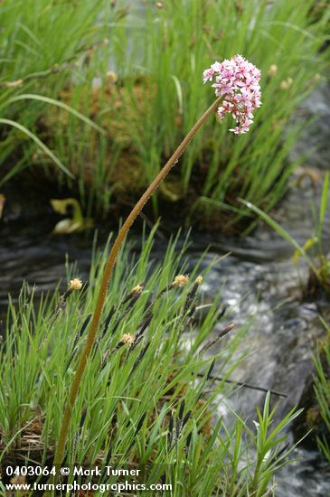 Darmera peltata