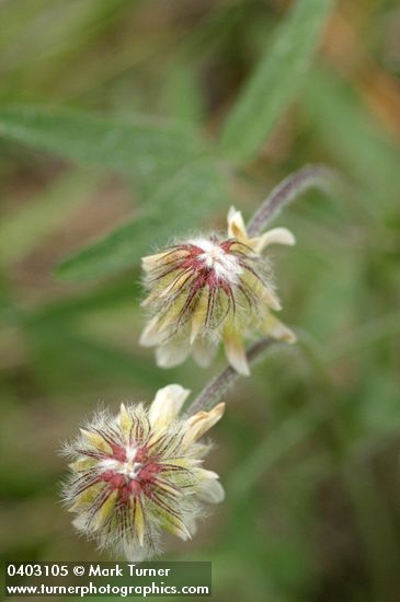 Trifolium howellii