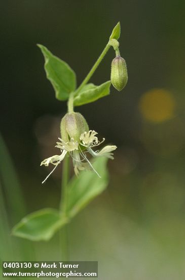 Silene campanulata