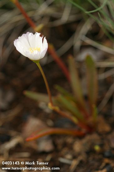 Lewisia oppositifolia