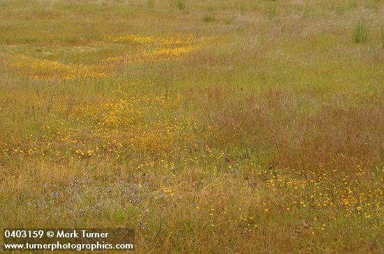 Downingia yina; Crocidium multicaule