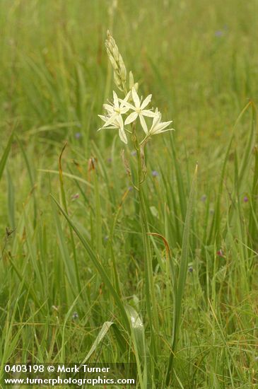 Camassia leichtlinii ssp. leichtlinii