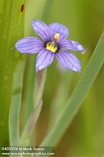 Sisyrinchium idahoense