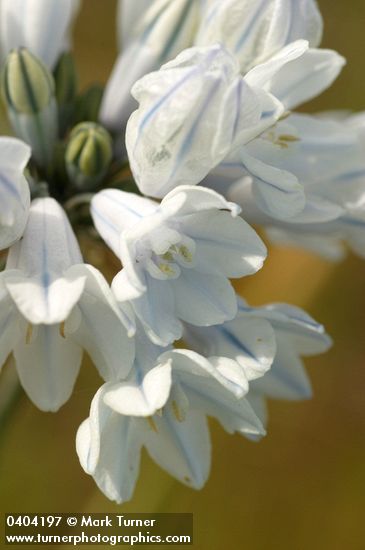 Triteleia grandiflora var. howellii