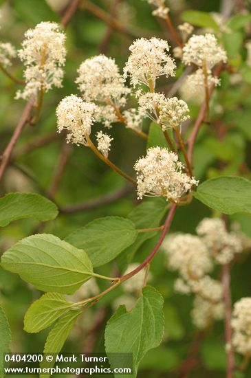 Ceanothus sanguineus