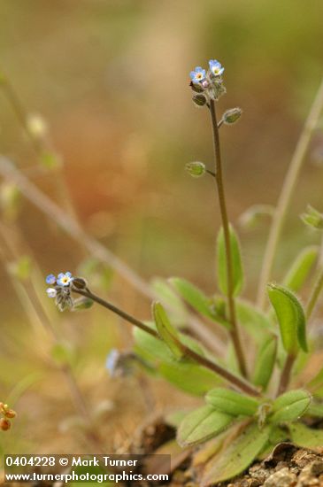 Myosotis laxa