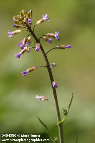 Arabis divaricarpa