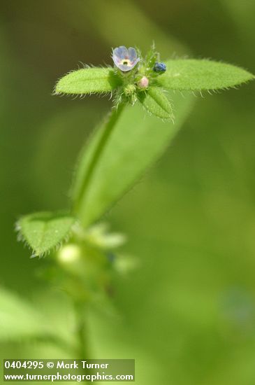 Asperugo procumbens