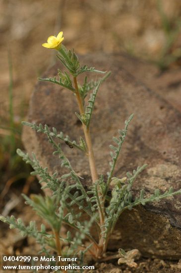 Mentzelia albicaulis