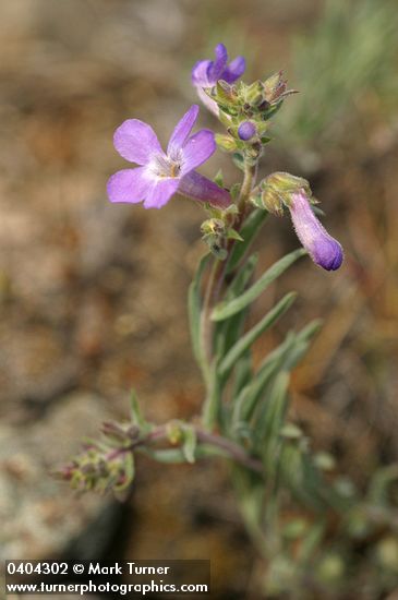 Penstemon gairdneri