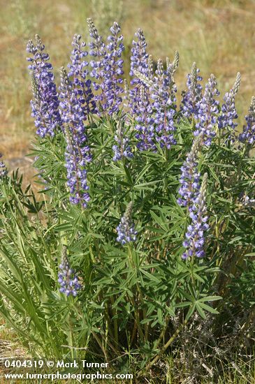 Lupinus sulphureus