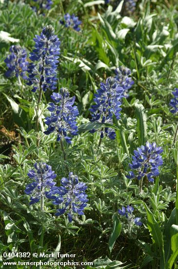 Lupinus lepidus