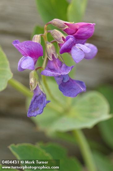 Lathyrus japonicus