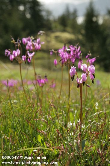 Dodecatheon hendersonii