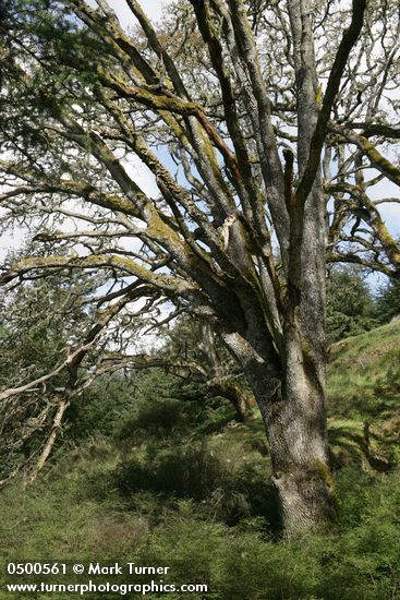 Quercus garryana