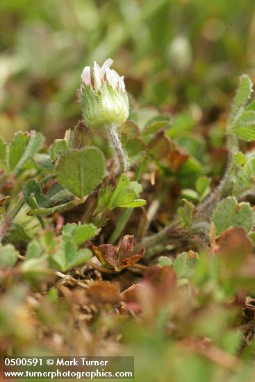 Trifolium microdon