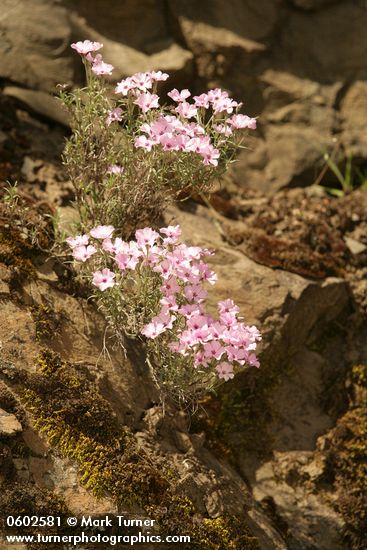 Phlox longifolia