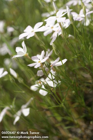 Phlox longifolia