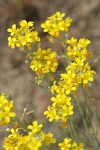 Douglas' Bladder Pod blossoms