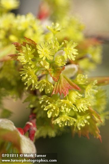 Acer glabrum var. douglasii