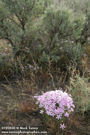 Phlox longifolia; Artemisia tridentata