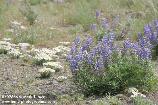 Lupinus bingenensis var. subsaccatus; Erigeron poliospermus var. poliospermus