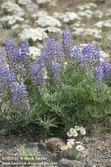 Lupinus bingenensis var. subsaccatus; Erigeron poliospermus var. poliospermus