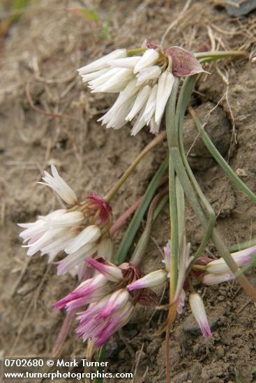 Allium scilloides