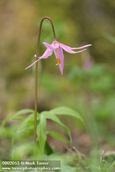 Erythronium revolutum