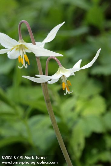 Erythronium oregonum