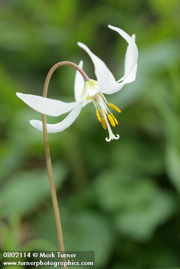 Erythronium oregonum